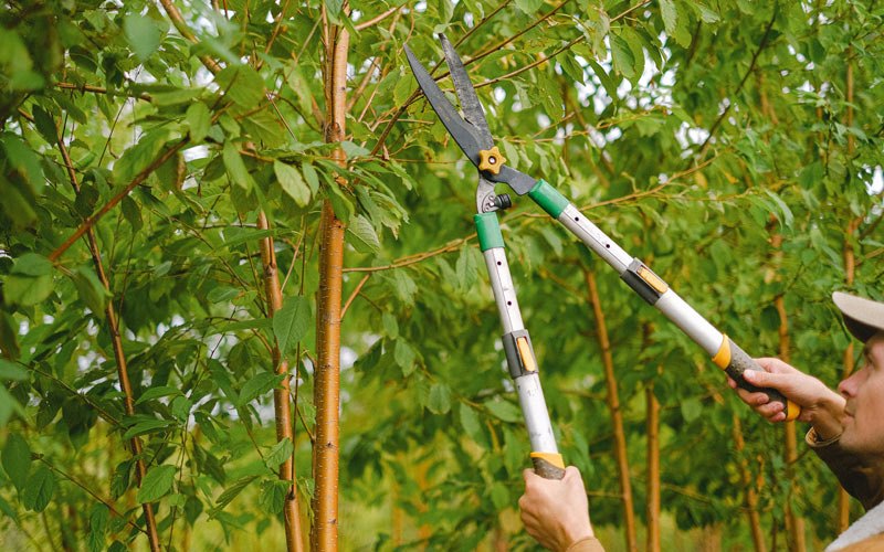Tree trimming in Rockford, IA